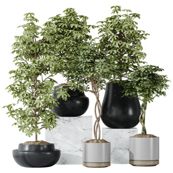 Rośliny doniczkowe  Schefflera Arboricola Umbrella Set 20 Model 3D