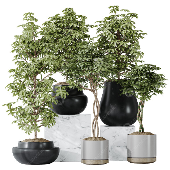 Rośliny doniczkowe Schefflera Arboricola Umbrella Set 20 model 3D