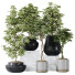 Rośliny doniczkowe Schefflera Arboricola Umbrella Set 20 - Pandora-land