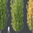 Drzewa HQ Acer X Freemanii Freeman Maple Sapindaceae Armstrong - Pandora-land