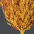 Drzewa HQ Acer X Freemanii Freeman Maple Sapindaceae Armstrong - Pandora-land