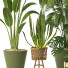 Plantas en macetas Conjunto de Interior 127 - uniquevry