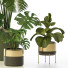 Plantas en macetas Conjunto de Interior 127 - uniquevry