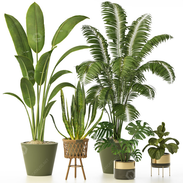 Plantas en macetas Conjunto de Interior 127 Modelo 3D