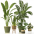 Plantas en macetas Conjunto de Interior 127 - uniquevry