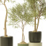 Plantas en macetas Conjunto de Interior 131 - uniquevry