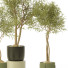 Plantas en macetas Conjunto de Interior 131 - uniquevry