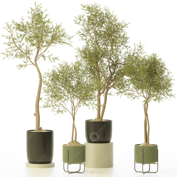 Plantas en macetas Conjunto de Interior 131 Modelo 3D