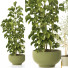 Plantas en macetas Conjunto de Interior 132 - uniquevry