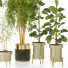 Plantas en macetas Conjunto de Interior 132 - uniquevry