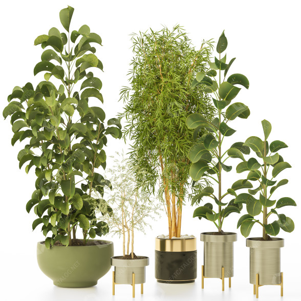 Plantas en macetas Conjunto de Interior 132 Modelo 3D