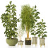 Plantas en macetas Conjunto de Interior 132 - uniquevry