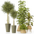 Plantas en macetas Conjunto de Interior 133 - uniquevry