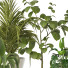 Plantes en pot Ensemble d'Intérieur 136 - uniquevry