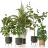 Plantes en pot Ensemble d'Intérieur 136 - uniquevry