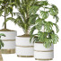 Plantas en macetas Conjunto de Interior 137 - uniquevry