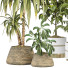 Plantas en macetas Conjunto de Interior 137 - uniquevry