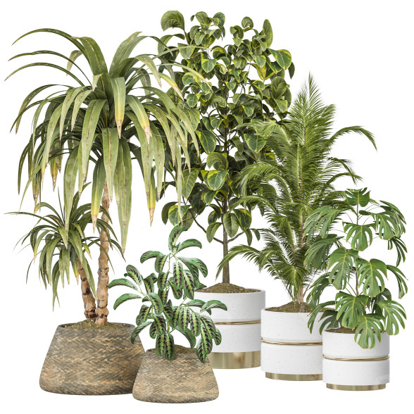 Plantas en macetas Conjunto de Interior 137 Modelo 3D