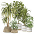 Plantas en macetas Conjunto de Interior 137 - uniquevry