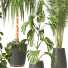 Plantas en macetas Conjunto de Interior 138 - uniquevry