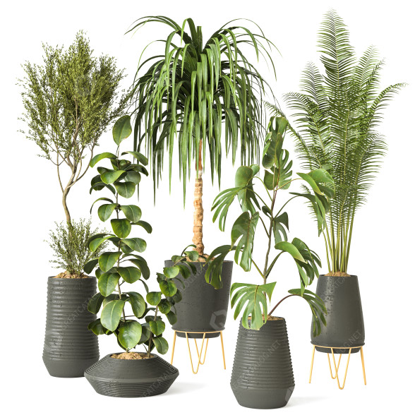 Plantas en macetas Conjunto de Interior 138 Modelo 3D