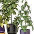 Plantas en macetas Conjunto de Interior 139 - uniquevry