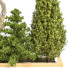 Drzewa i krzewy Garden Set Vol 35 - uniquevry