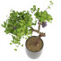 Potted Plant Grapevine - uniquevry