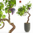Potted Plant Grapevine - uniquevry