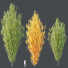 Drzewa HQ Plants Acer X freemanii Freeman Maple Sapindaceae Armstrong Set 03 - Pandora-land