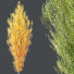 Drzewa HQ Plants Acer X freemanii Freeman Maple Sapindaceae Armstrong Set 03 - Pandora-land