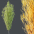 Drzewa HQ Plants Acer X freemanii Freeman Maple Sapindaceae Armstrong Set 03 - Pandora-land