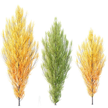 Bäume HQ Pflanzen Acer X Freemanii Freeman Ahorn Sapindaceae Armstrong Set 03