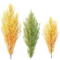 Drzewa HQ Plants Acer X freemanii Freeman Maple Sapindaceae Armstrong Set 03 - Pandora-land