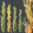 Árboles HQ Plantas Acer X Freemanii Arce Freeman Sapindaceae Armstrong Conjunto 04 - Pandora-land