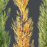 Árboles HQ Plantas Acer X Freemanii Arce Freeman Sapindaceae Armstrong Conjunto 04 - Pandora-land