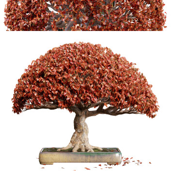 Bonsái 03 Modelo 3D
