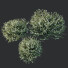 Bushes HQ Plants Gray Box Westringia Fruticosa Coastal Rosemary Flower - Pandora-land