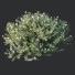 Bushes HQ Plants Gray Box Westringia Fruticosa Coastal Rosemary Flower - Pandora-land