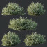 Bushes HQ Plants Gray Box Westringia Fruticosa Coastal Rosemary Flower - Pandora-land