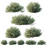 Bushes HQ Plants Gray Box Westringia Fruticosa Coastal Rosemary Flower - Pandora-land