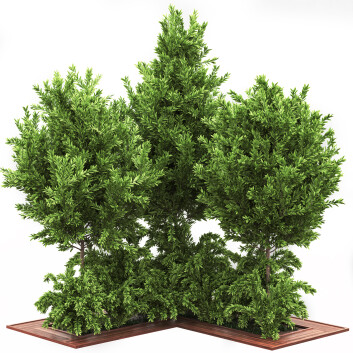 Arboles y arbustos Conjunto de Jardín 03