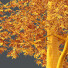Drzewa HQ Plants Ash - Pandora-land