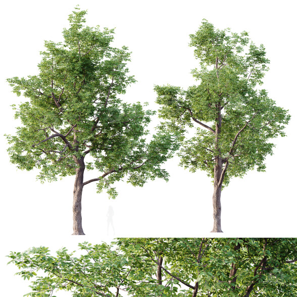 Drzewa HQ Plants Ash model 3D