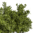 Drzewa Outdoor Plants in Concrete Box 02 - shayan sharify