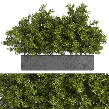 Drzewa Outdoor Plants in Concrete Box 02