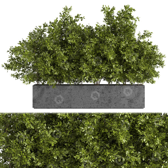 Drzewa Outdoor Plants in Concrete Box 02 model 3D
