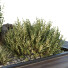 Arbres et buissons HQ Boîte de Jardin Extérieur Volume 43 - Pandora-land