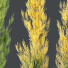 Drzewa HQ Plants Acer X Freeman Maple Sapindaceae Armstrong Set 02 - Pandora-land