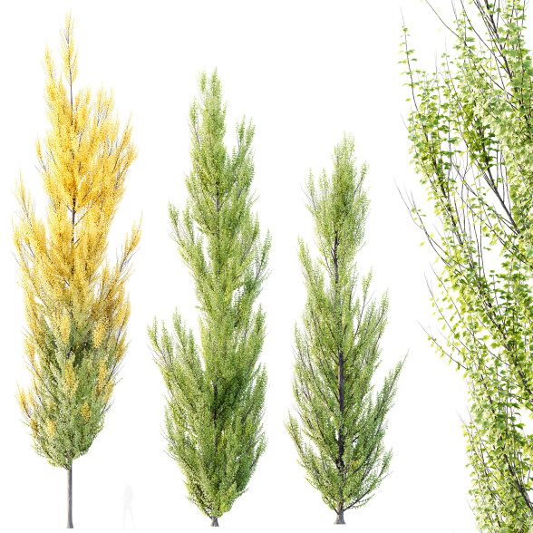 Drzewa HQ Plants Acer X Freeman Maple Sapindaceae Armstrong Set 02 model 3D